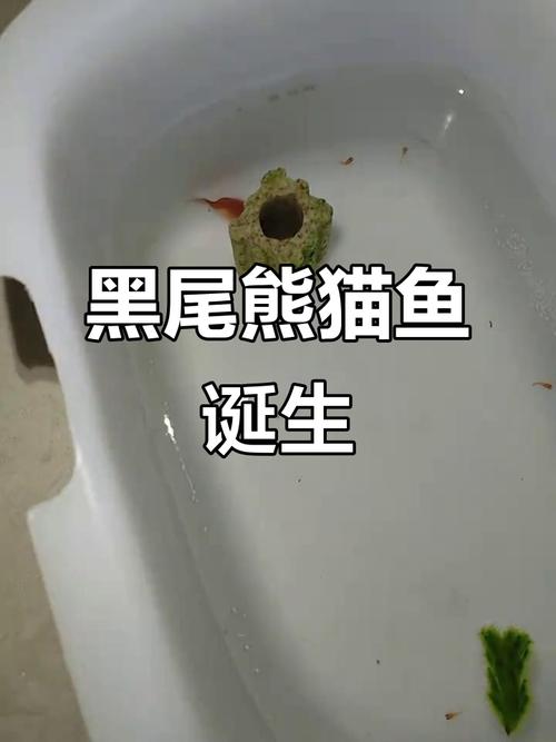 黑尾小熊猫鱼好养吗（黑尾小熊猫并非易养，需大缸稳水）