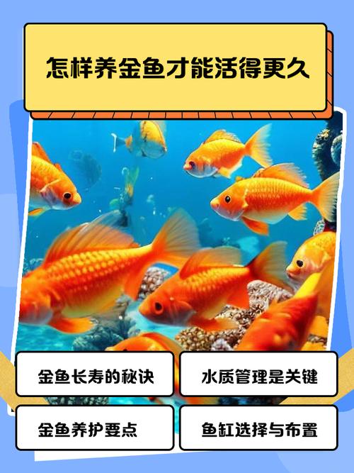 那种鱼寿命长好养活(初学易养到观赏耐看鱼种与养护秘诀)