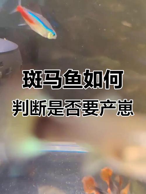 斑马鱼不产卵憋死了（原因与养护要点）