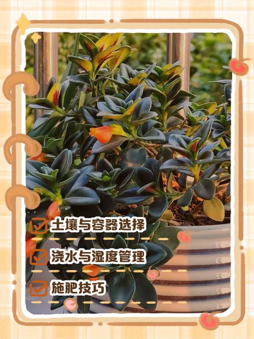 金鱼吊兰的正确养法(光照温湿浇水与繁殖) 金鱼吊兰的正确养法(光照温湿浇水与繁殖)