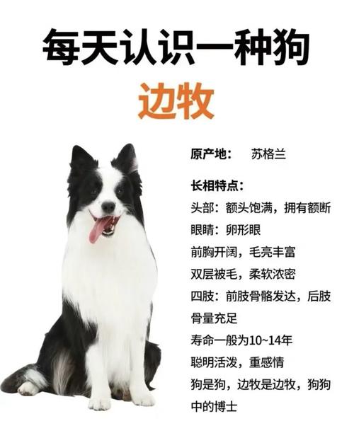 边牧为什么不建议吃鹌鹑蛋(煮熟去壳以蛋黄为主,首次仅用一个蛋黄观察)