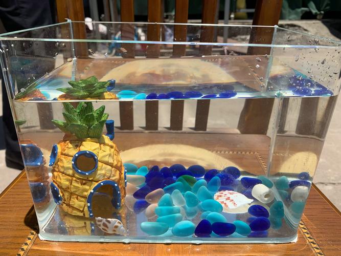 热弯玻璃鱼缸容易爆缸吗(热弯玻璃缸爆裂原因及选购放置使用要点)