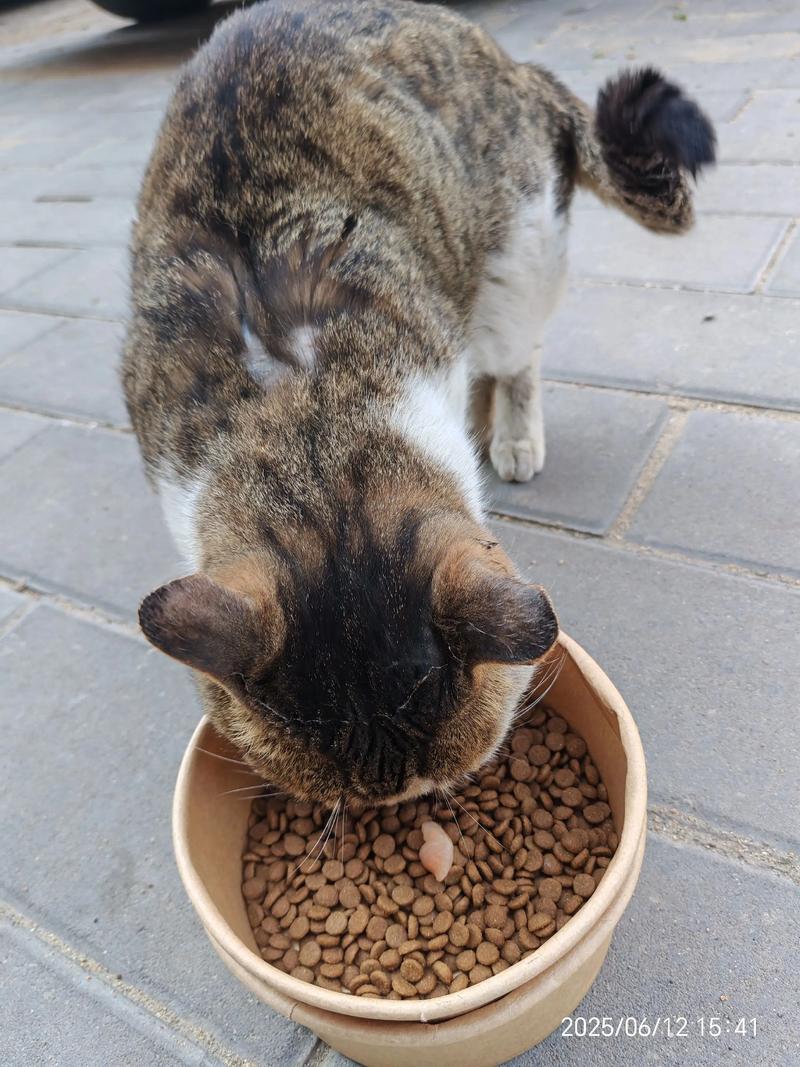 为什么不建议给流浪猫吃猫粮（流浪猫喂养要讲营养节奏避免定点投喂并推动TNR与收养）