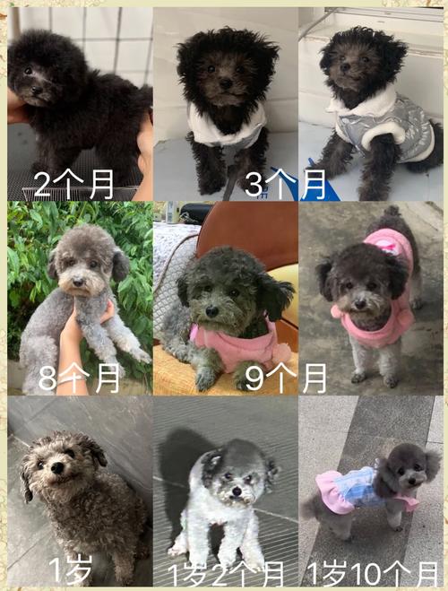 泰迪5个月换牙顺序图（泰迪犬换牙时间线与口腔护理要点）