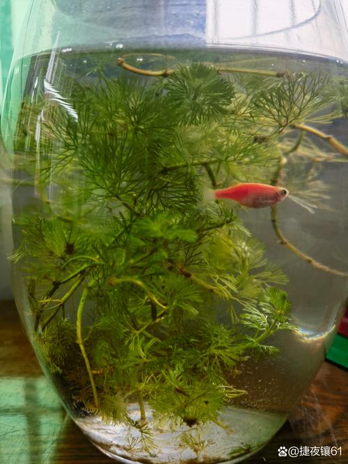 斑马鱼裸缸养有问题吗(裸缸草缸优缺点对比与选择要点) 斑马鱼裸缸养有问题吗(裸缸草缸优缺点对比与选择要点)