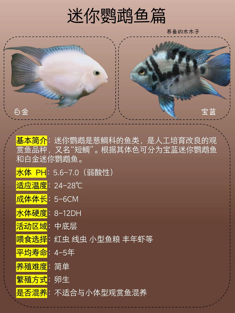 养迷你鹦鹉鱼经验（迷你鹦鹉鱼40cm缸自稳pH及繁育要点一览）