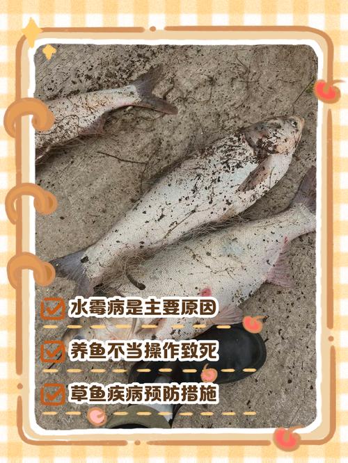 夏天热带鱼死的原因(高温下池塘缺氧与防控要点稳水优先)