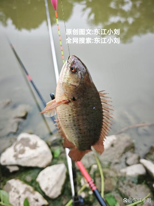 这种鱼为什么不能随便钓(河岸常见鱼也有风险,遇珍稀请放生并上报,遵守禁渔期)