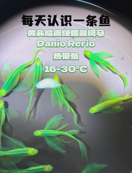 斑马鱼一次喂多少合适（幼鱼多餐成鱼规律喂量与水质）