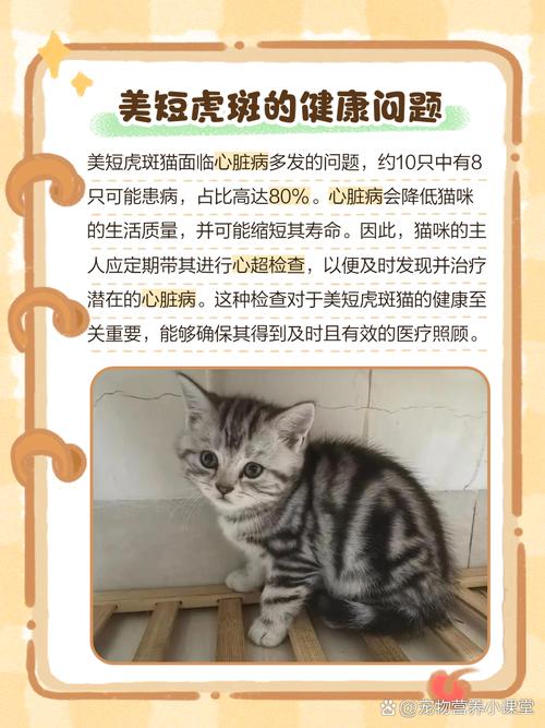 为什么美短虎斑猫千万不能养（美短虎斑猫养护成本高需长期投入与耐心训练）