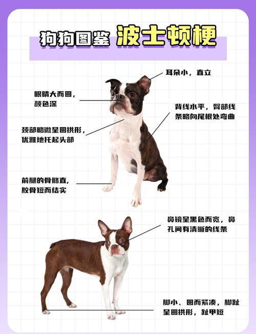 狗最擅长的本领是什么（健康信号导盲缉毒搜救）