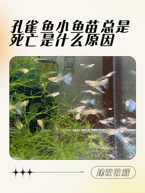 夏天养鱼为什么容易死（控温分阶段加水控氧清底隔离7–14天）