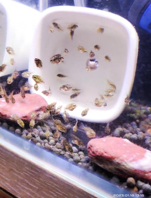 迷你鹦鹉鱼幼崽怎么养（水温水质稳定分缸喂养）