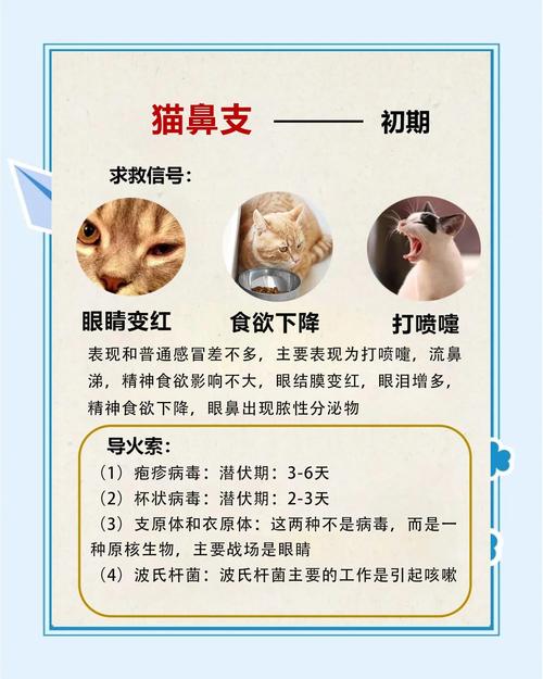 我想知道猫鼻支会传染给人吗（猫鼻支病毒I型防护要点隔离洗手疫苗与赖氨酸）