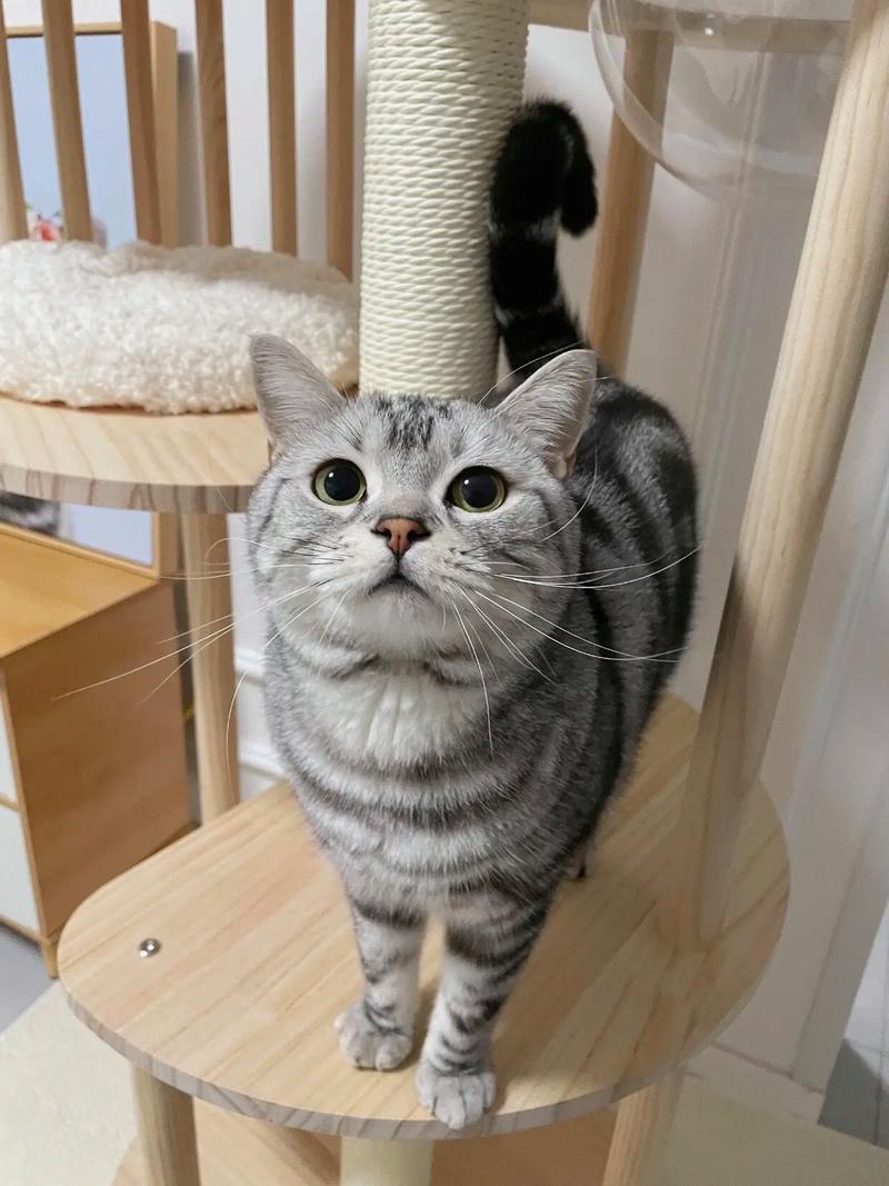 美短虎斑猫千万不能养（健康风险与日常护理）