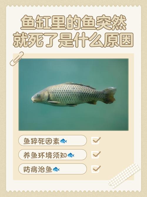 鱼缸养鱼老是死（从容量到水温的诊断法）