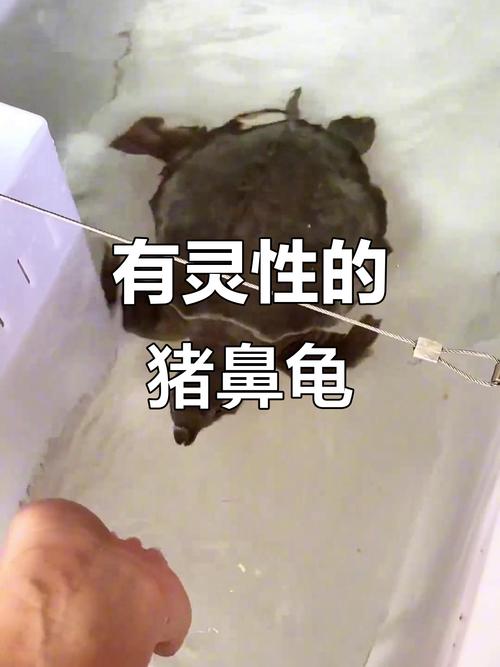 猪鼻龟缸里能放盐吗（水质优先，盐仅辅助）