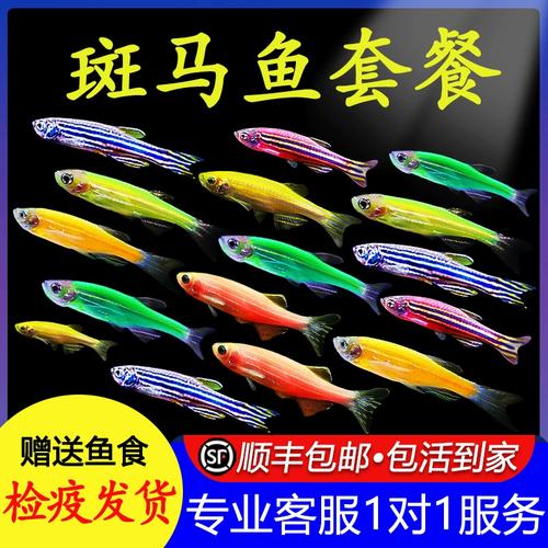 红绿灯鱼好养还是斑马鱼好养（斑马鱼与红绿灯鱼养护要点对比）