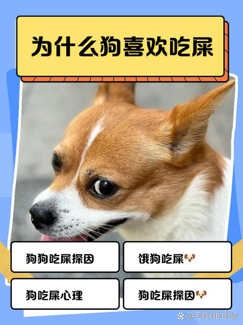 为什么狗喜欢吃人屎（狗吃屎怎么办？诊断营养行为环境综合管理）