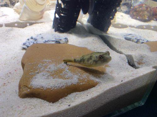 2-3cm斑马狗头吃什么（控温混养与日记记录）