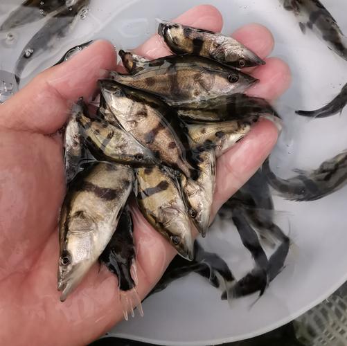 山泉水不投饲料能养活鱼吗（田乐农场山泉水养鱼三不投六十天自然喂养肉质鲜美）