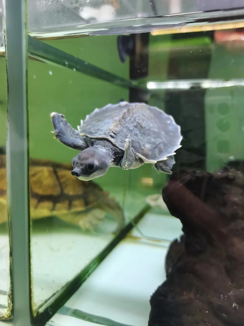 猪鼻龟混养最佳搭配图（先评水质和空间，再选体型合适的鱼）