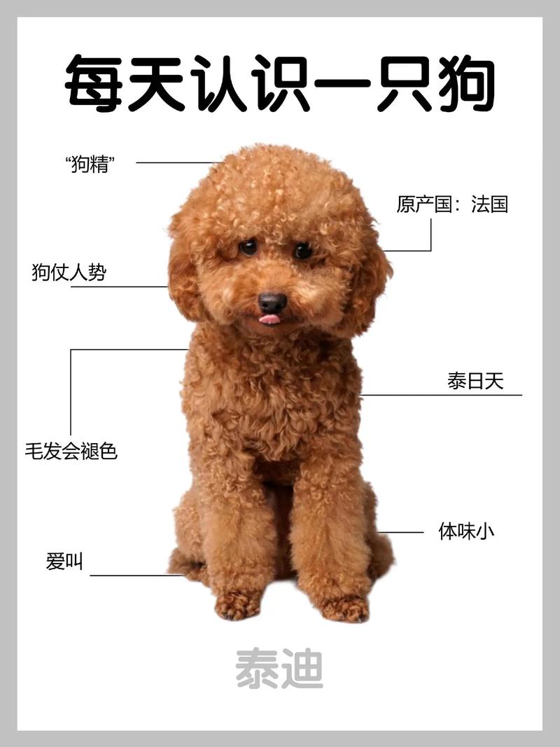 泰迪犬怎么看纯不纯(外观要点与护理) 泰迪犬怎么看纯不纯(外观要点与护理)