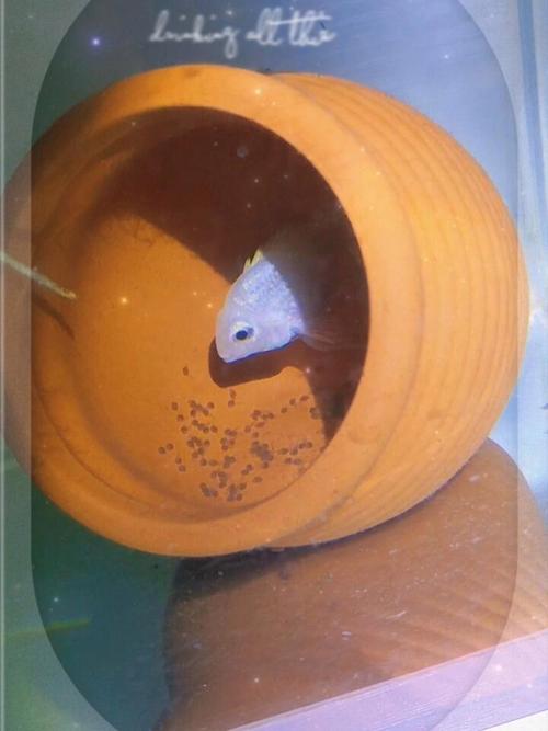 迷你鹦鹉鱼下崽了不打氧行吗（控温控氧分缸孵化）