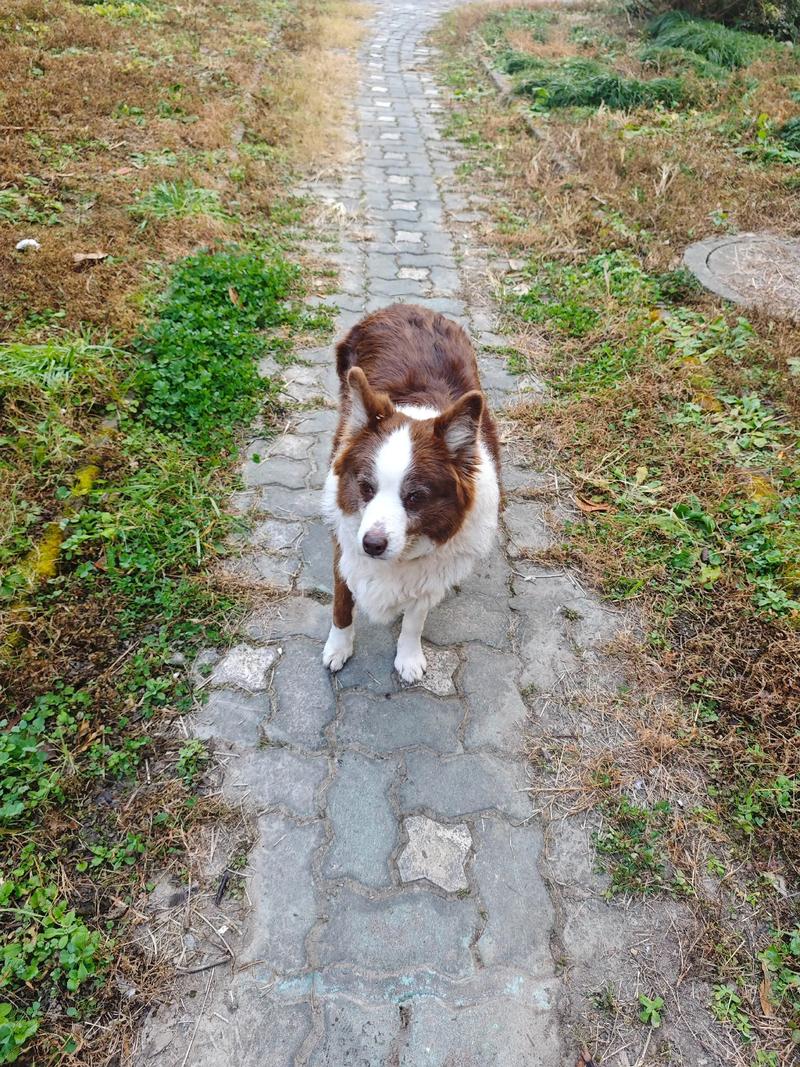 边牧丢了千万别去找（海报路线心态自查）