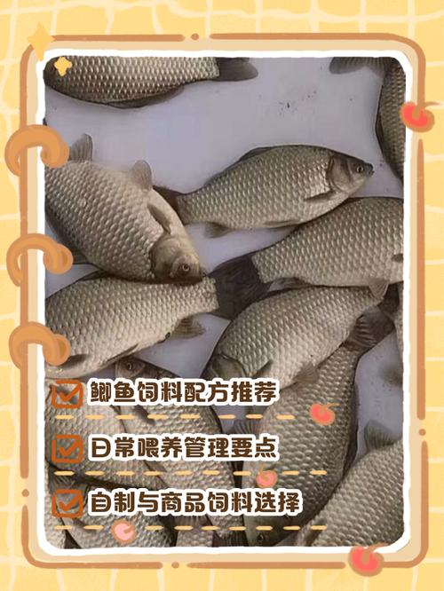 鱼池里的鱼需要天天喂吗（定时控量5分钟吃完看水质）