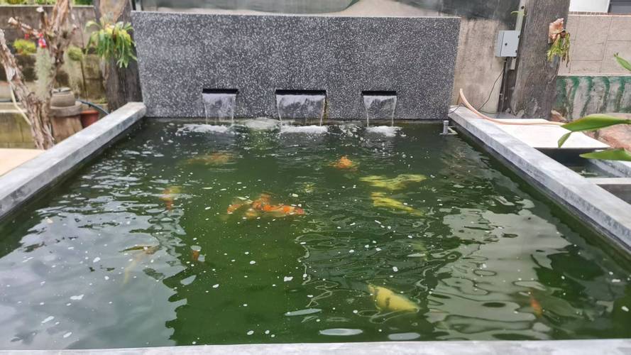 露天小鱼池养什么鱼好养又美观（露天水缸养鱼要点耐寒耐热控藻换水分次投喂）