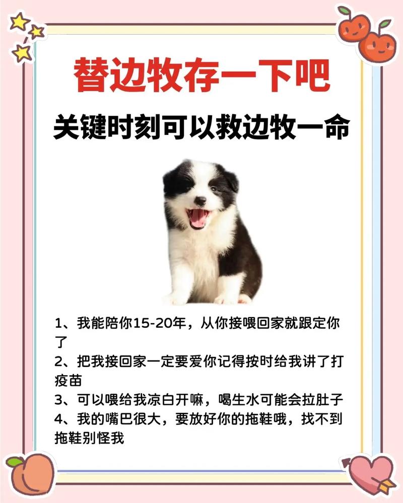 养边牧的十大危害（边境牧羊犬养前须知高要求训练与长期投入）