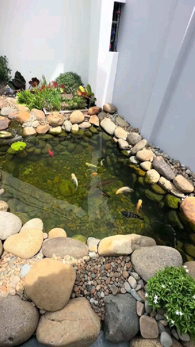 户外鱼池养什么观赏鱼（户外养鱼混养要点耐寒耐变低维护鱼水质与缸体搭配）