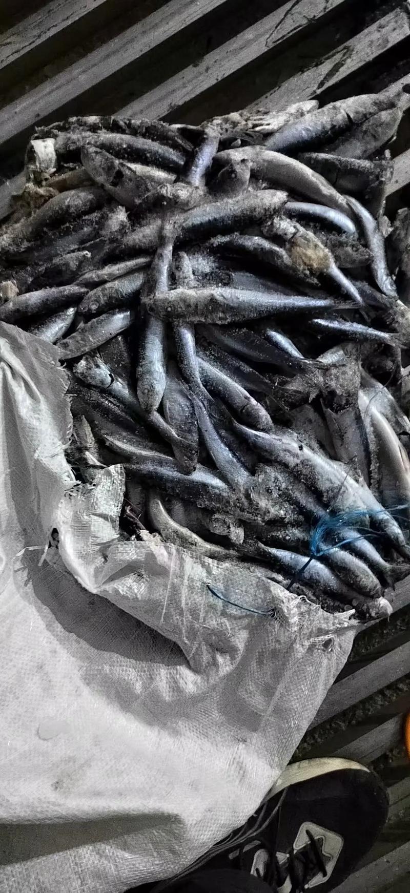 鱼饲料 下水就散（11水饵比+防散配方要点）