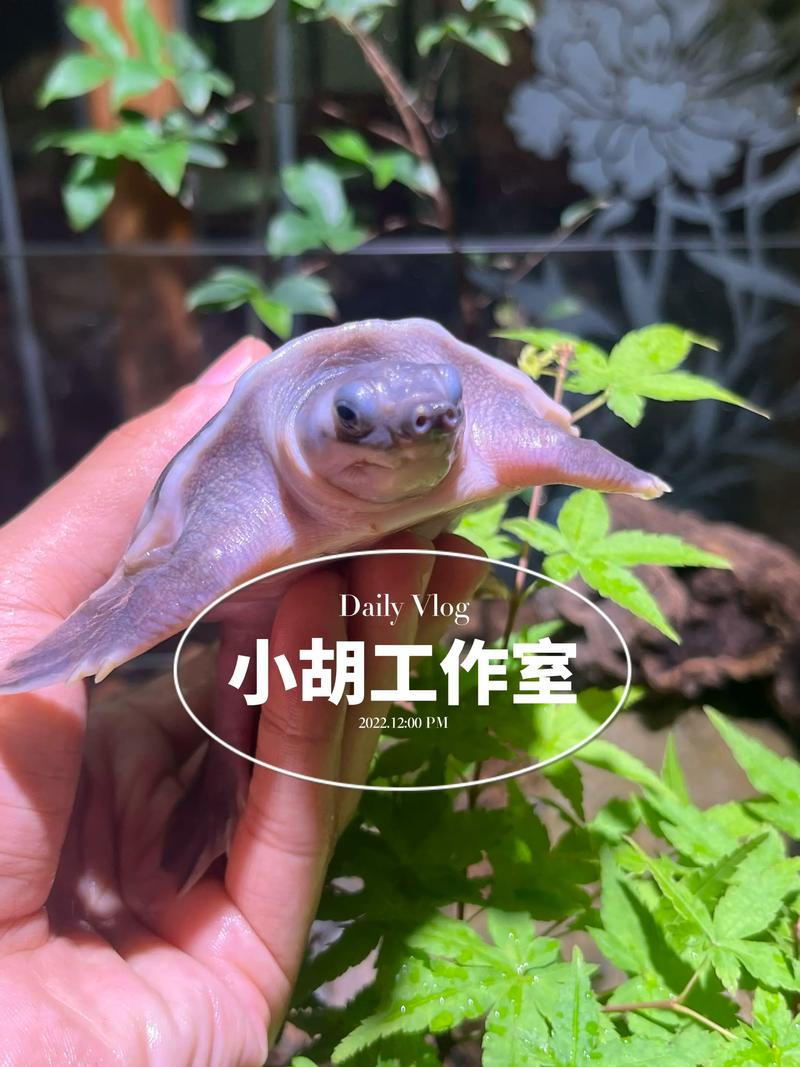 猪鼻龟和龙鱼可以混养吗（龙鱼和猪鼻龟混养要谨慎分缸与观察要点）