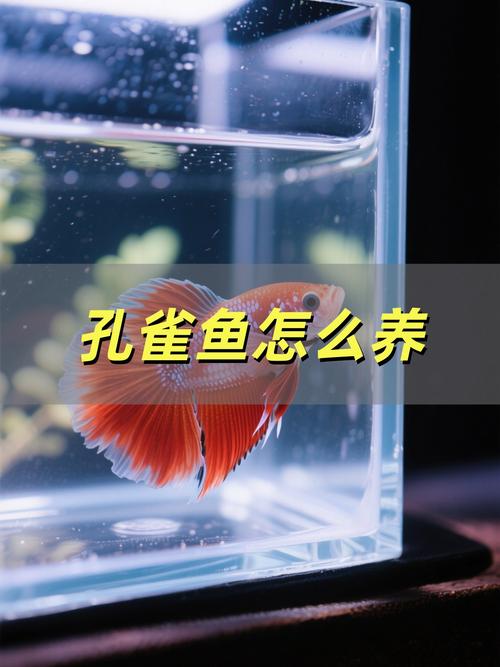 十厘米深的水适合养孔雀鱼吗(控水温低密度分段换水)