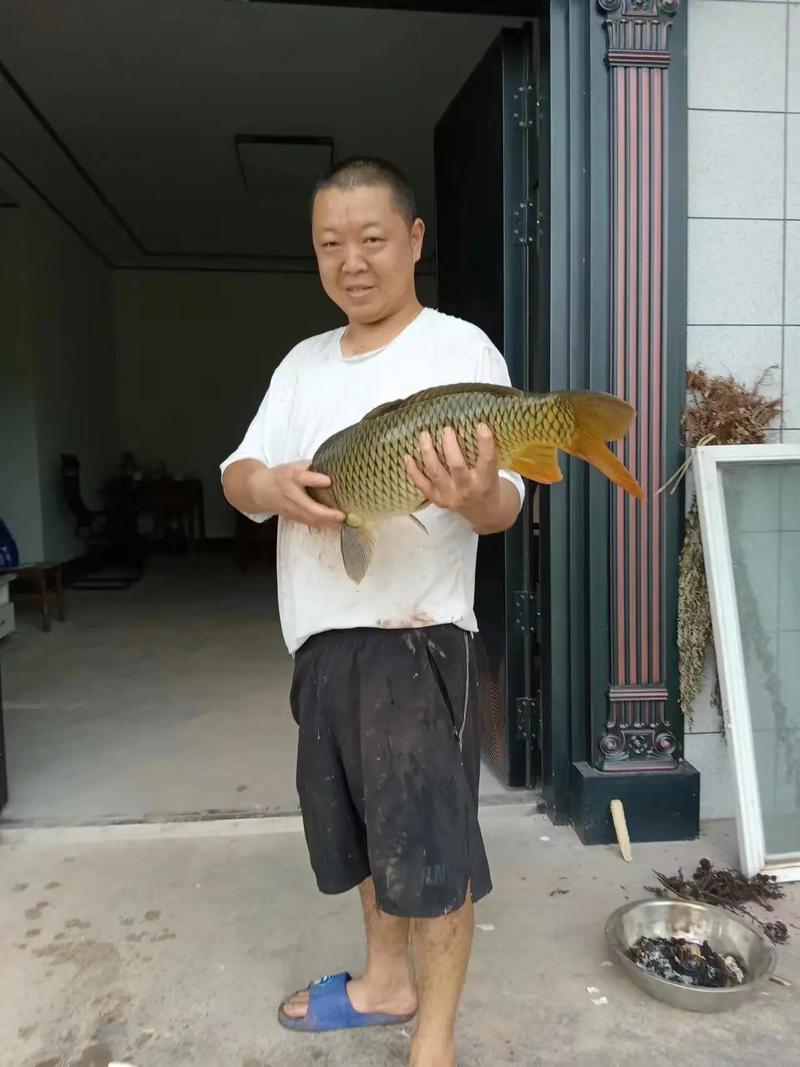 鱼塘不喂食鱼会不会长（塘水靠天然饵料养成缓释肥促生物链保持水质溶氧）