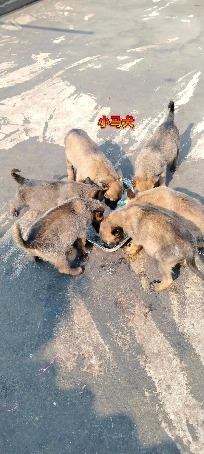 为什么不建议养白胸马犬（这4种高能犬家养挑战，缺时间就别养，选低维护替代方案）