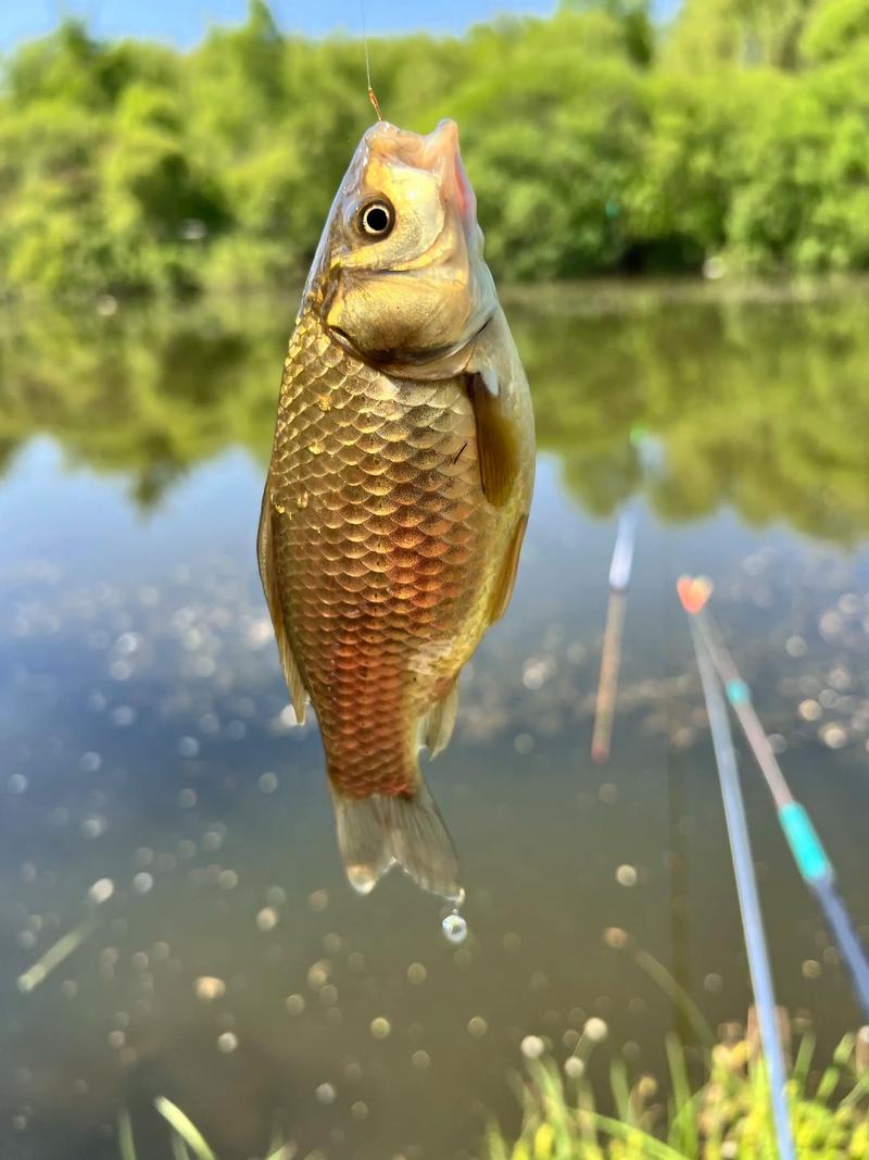 野钓鲫鱼水桶里需要一直打氧吗（何时增氧运输与回家供氧）