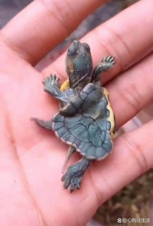 乌龟一旦养了就不能扔(放生乌龟风险大,生态法律与养护须知)