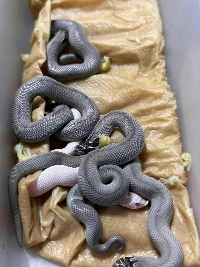 猪鼻蛇可以冬眠吗（猪鼻蛇冬化非冬眠繁殖与养护要点）