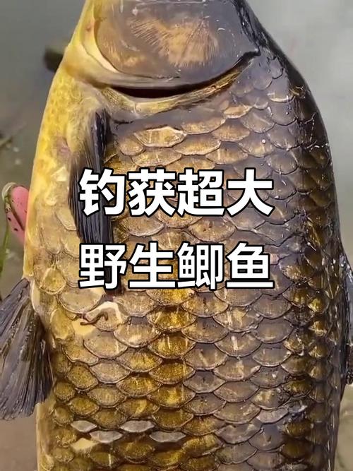 40米水深适合钓什么鱼（40米深水浮钓要点随温调整浮深与饵深并记录经验）