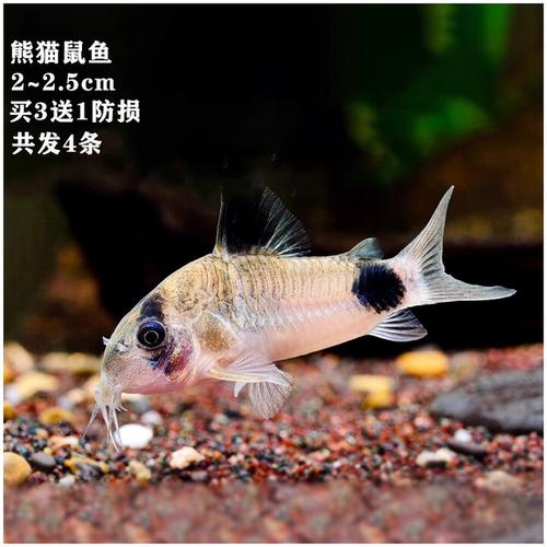 熊猫鼠鱼好养吗（稳水质控温底栖环境与繁殖成本）