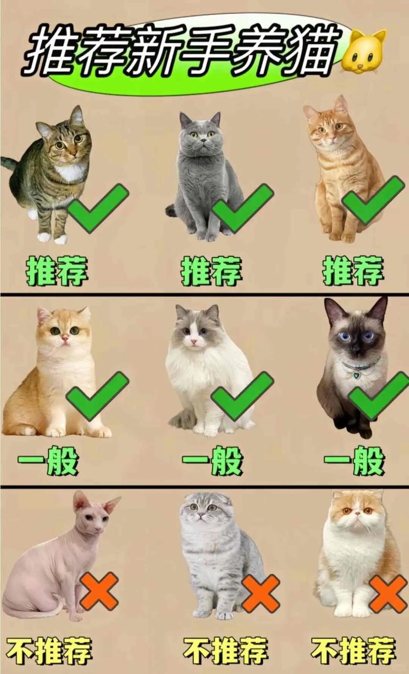 新手养猫千万别养6种猫（新手养猫别选高维护品种，优先挑易养猫）