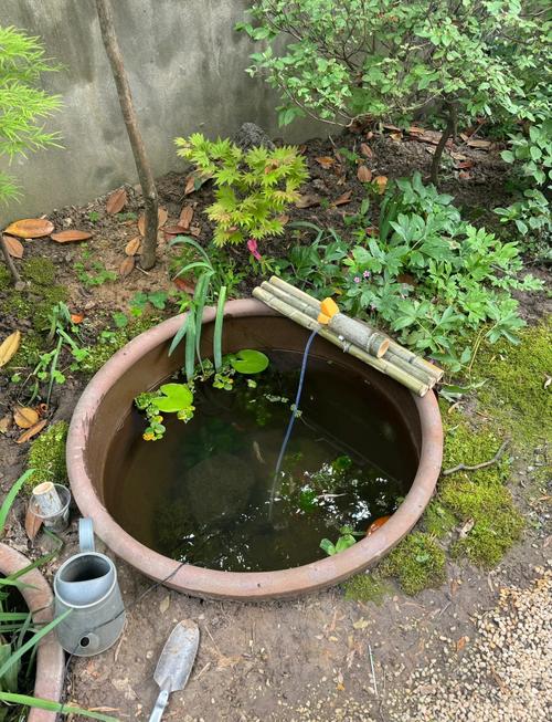 农村自建鱼池养鱼(庭院养鱼指南≥10㎡深1.5m,分区堆石浮草净化与日常控喂) 农村自建鱼池养鱼(庭院养鱼指南≥10㎡深1.5m,分区堆石浮草净化与日常控喂)