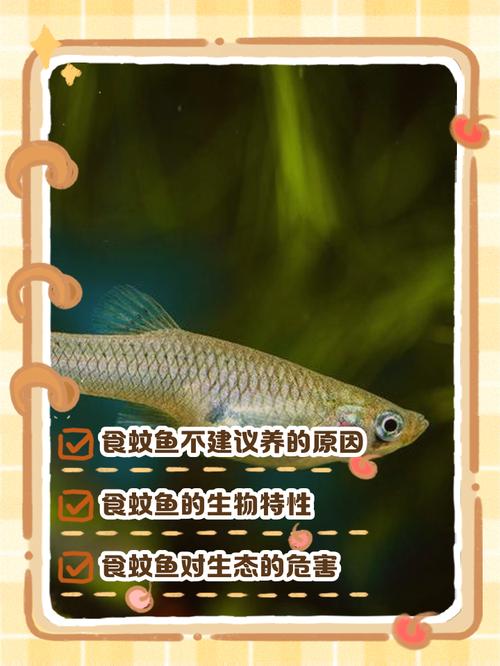 水深10公分可以养食蚊鱼吗（水深过滤换水与繁育）