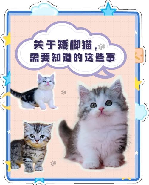 为什么不建议养矮脚猫（慎重繁育，优先领养）