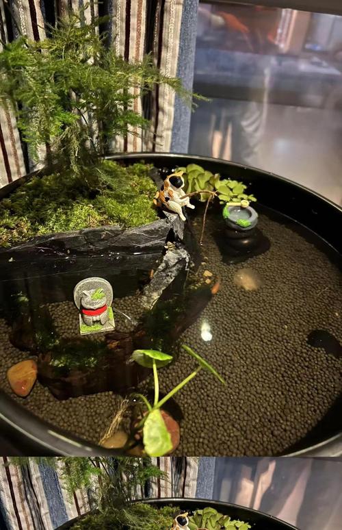 古法养鱼开缸：自然节奏慢养不靠电力