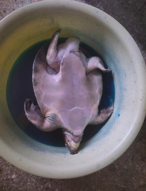 猪鼻龟咬鱼吗(幼龟低风险,成龟高风险,分缸优先)