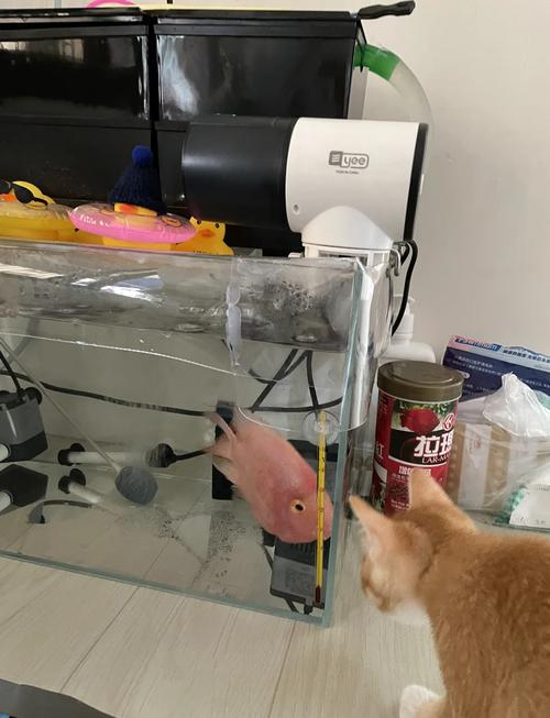 鱼缸盖盖子好还是不盖好（半覆盖网格盖，透光防尘控蒸发）